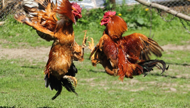 Tips Taruhan Sabung Ayam Untuk Kemenangan